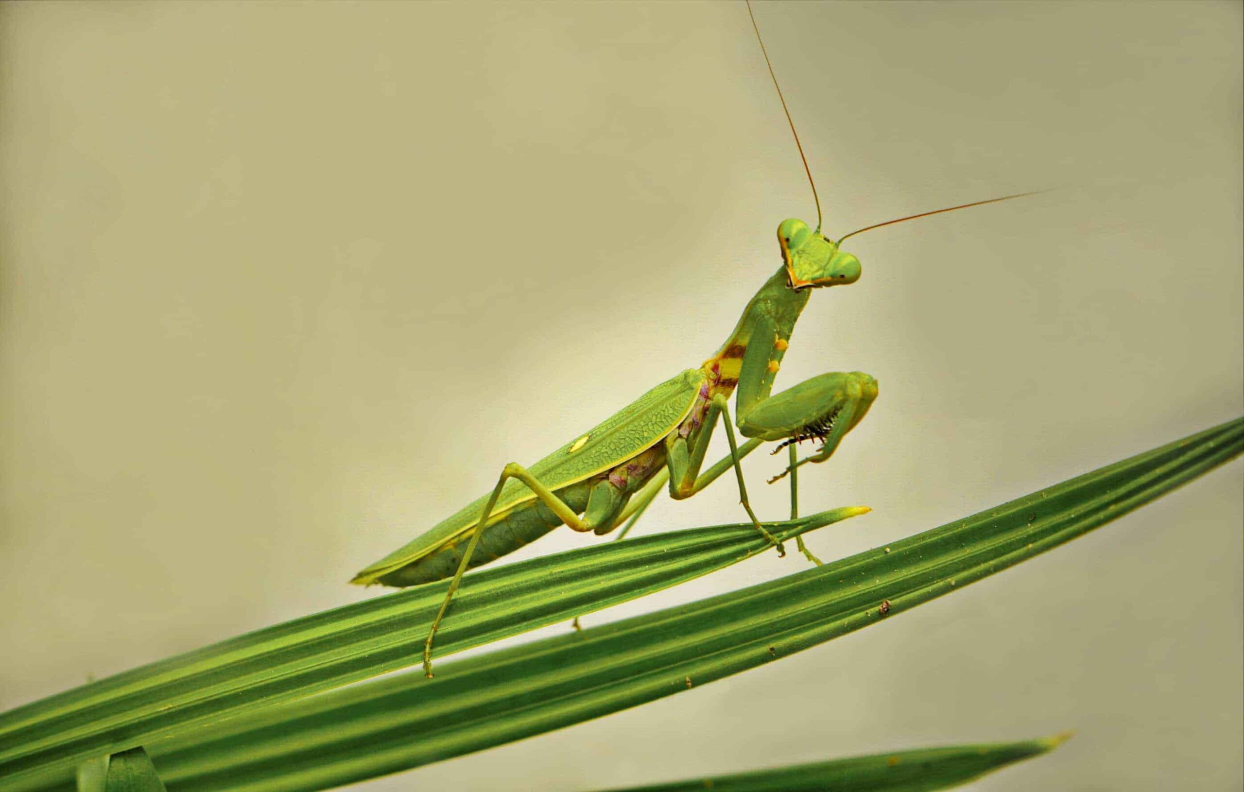 Pray Mantis For Sale – Find Your Perfect Pet Mantis Today!